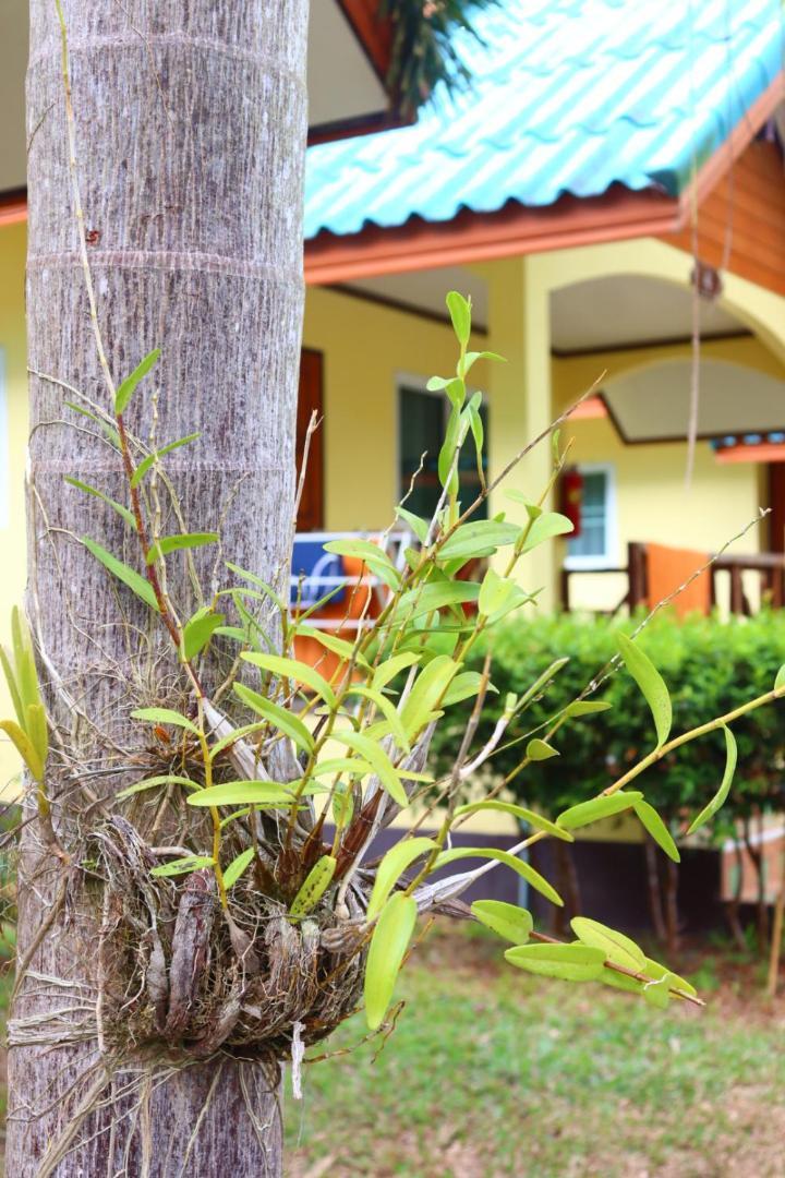 Baanrimklong Bungalow كو تشانغ المظهر الخارجي الصورة